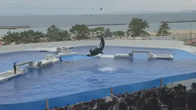 We were amazed by the powerful and thrilling orca show.