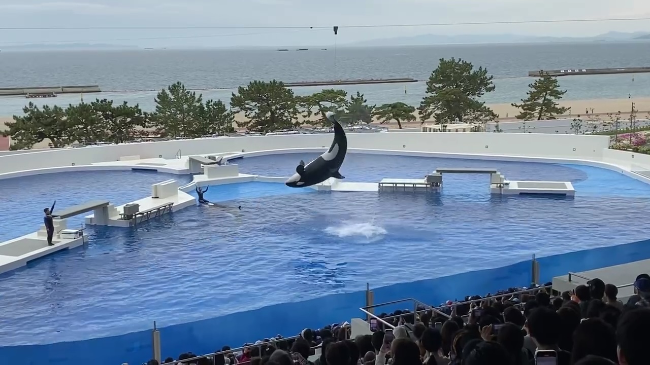 迫力満点のオルカショーを堪能しました